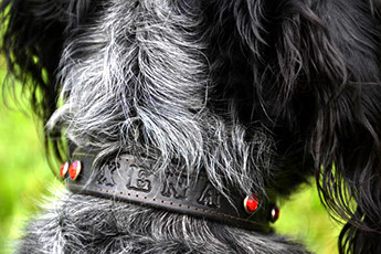 dog collar with your pet's name