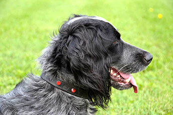 dog collar with your pet's name