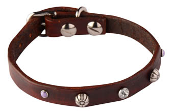 dog collar with purple stones