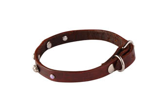 dog collar with purple stones